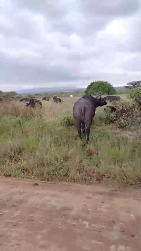 Nairobi National Park day Tour